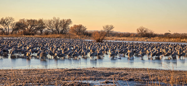 Bernardo Wildlife Area, New Mexico